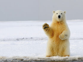 A polar bear stands on hind legs and looks to be waving at camera.
