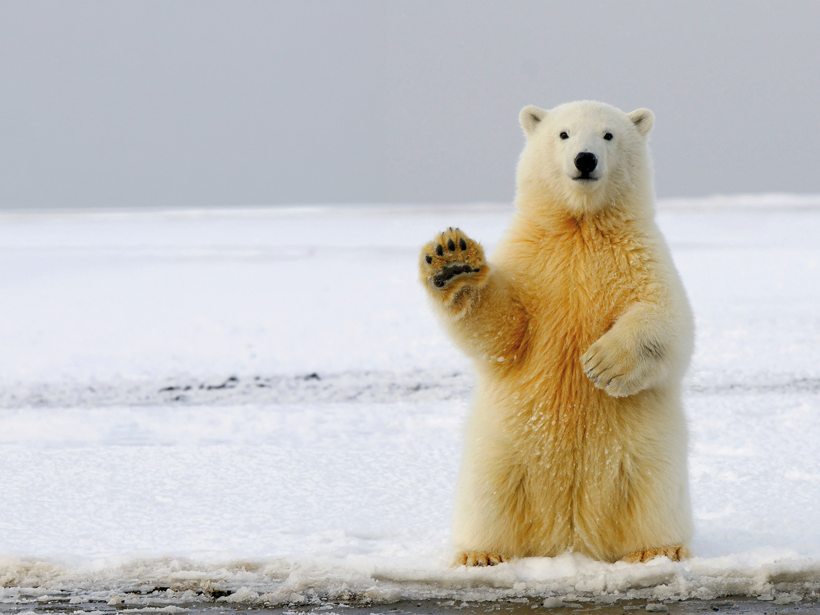A polar bear stands on hind legs and looks to be waving at camera.